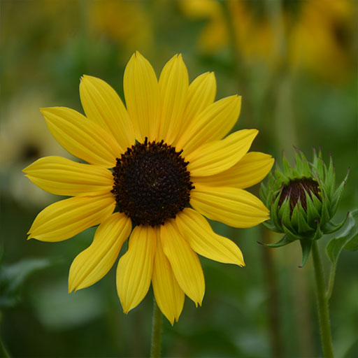 آفتابگردان ریز