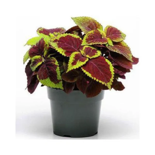 گلدان حسن یوسف