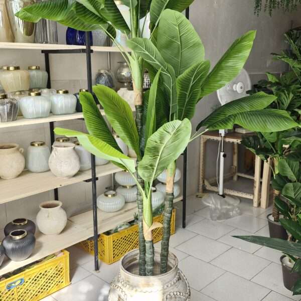 درخت موز سه تنه