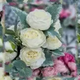 بوته رز پیونی(ژولیت) - Image 7