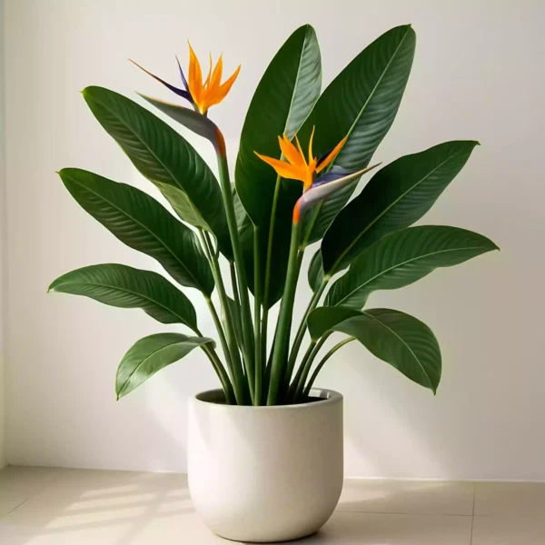 پرنده بهشتی کوچک