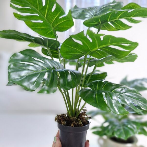 برگ انجیری مینیاتوری