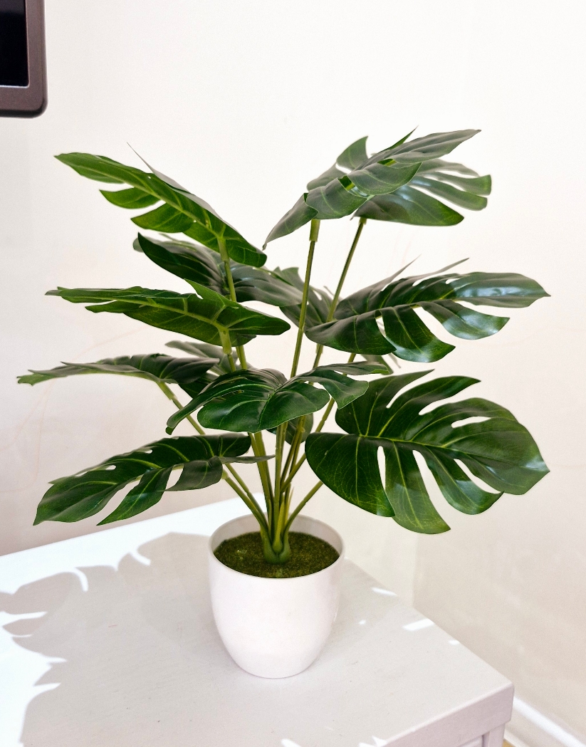 برگ انجیری مینیاتوری Image 3