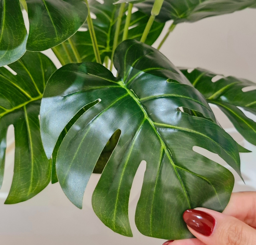 برگ انجیری مینیاتوری Image 2