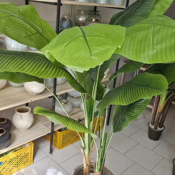 درخت موز سه‌تنه کوچک