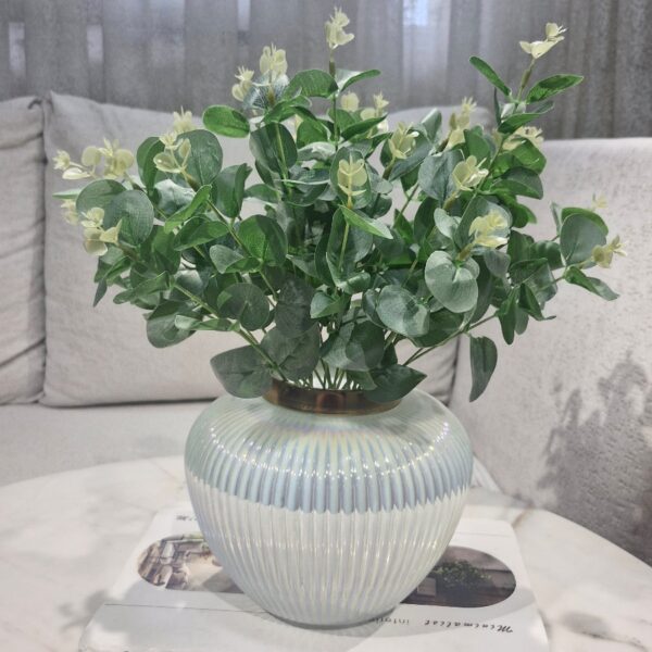 بوته اکالیپتوس لمسی