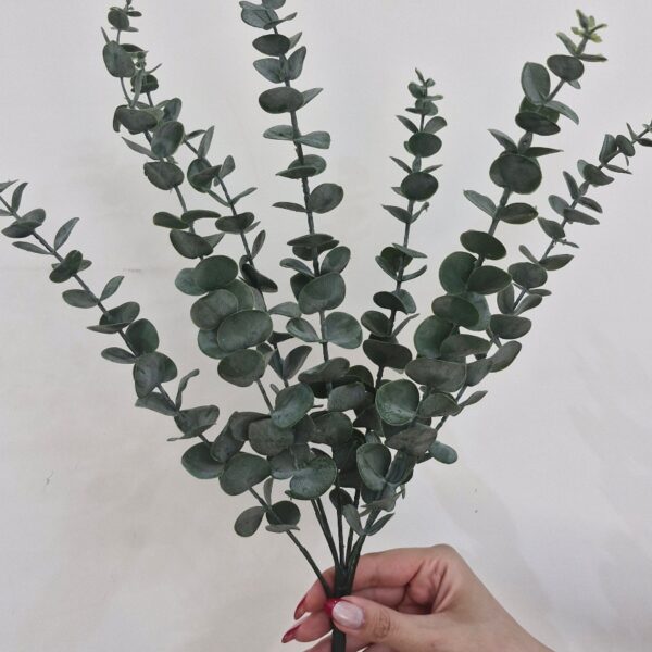 بوته اکالیپتوس چرمی