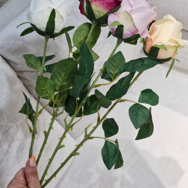 شاخه رز باکارا