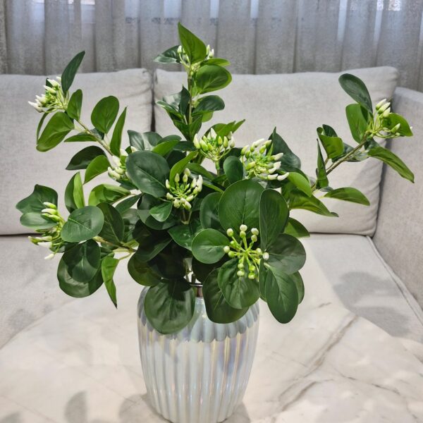 برگ پهن  تخمدار