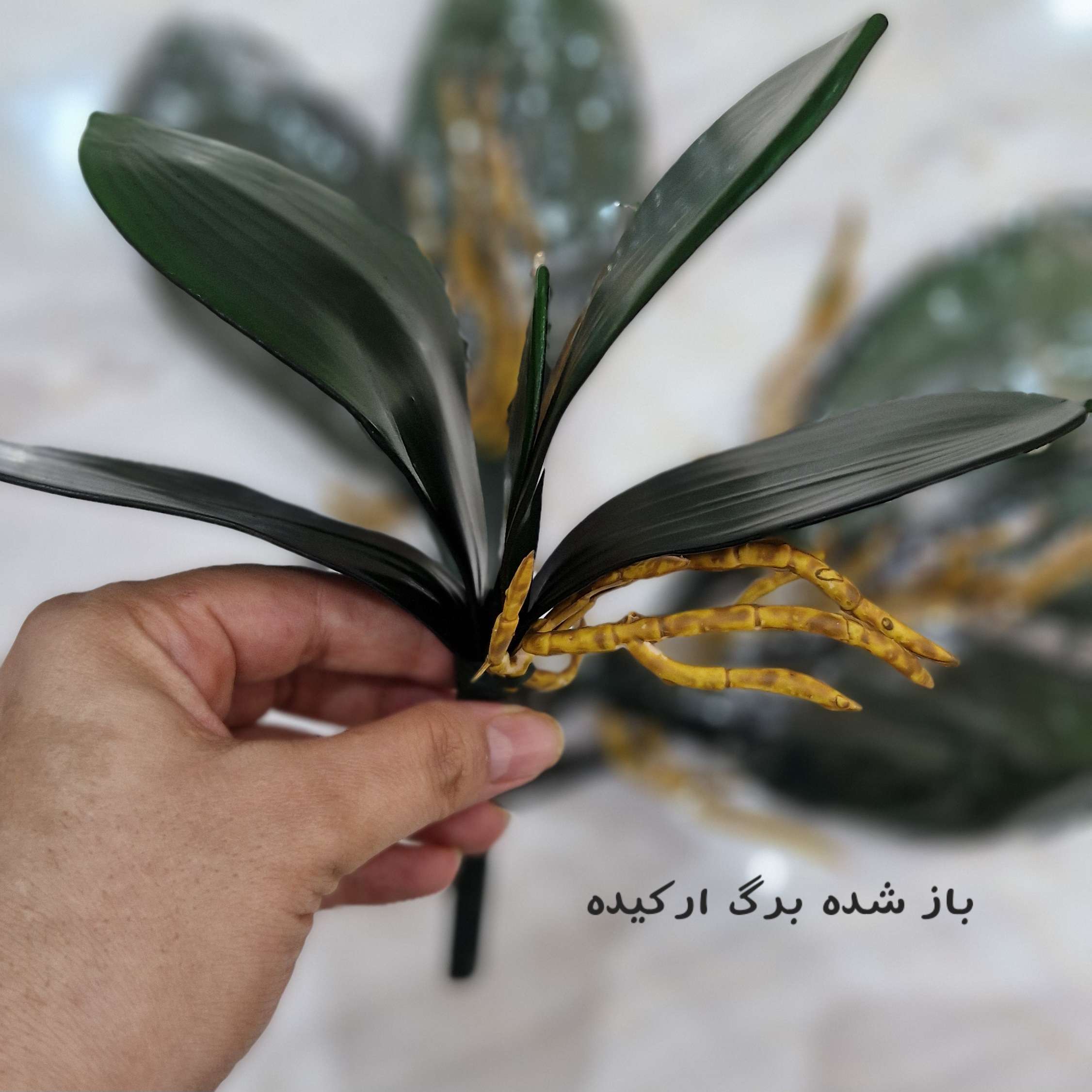 برگ ارکیده