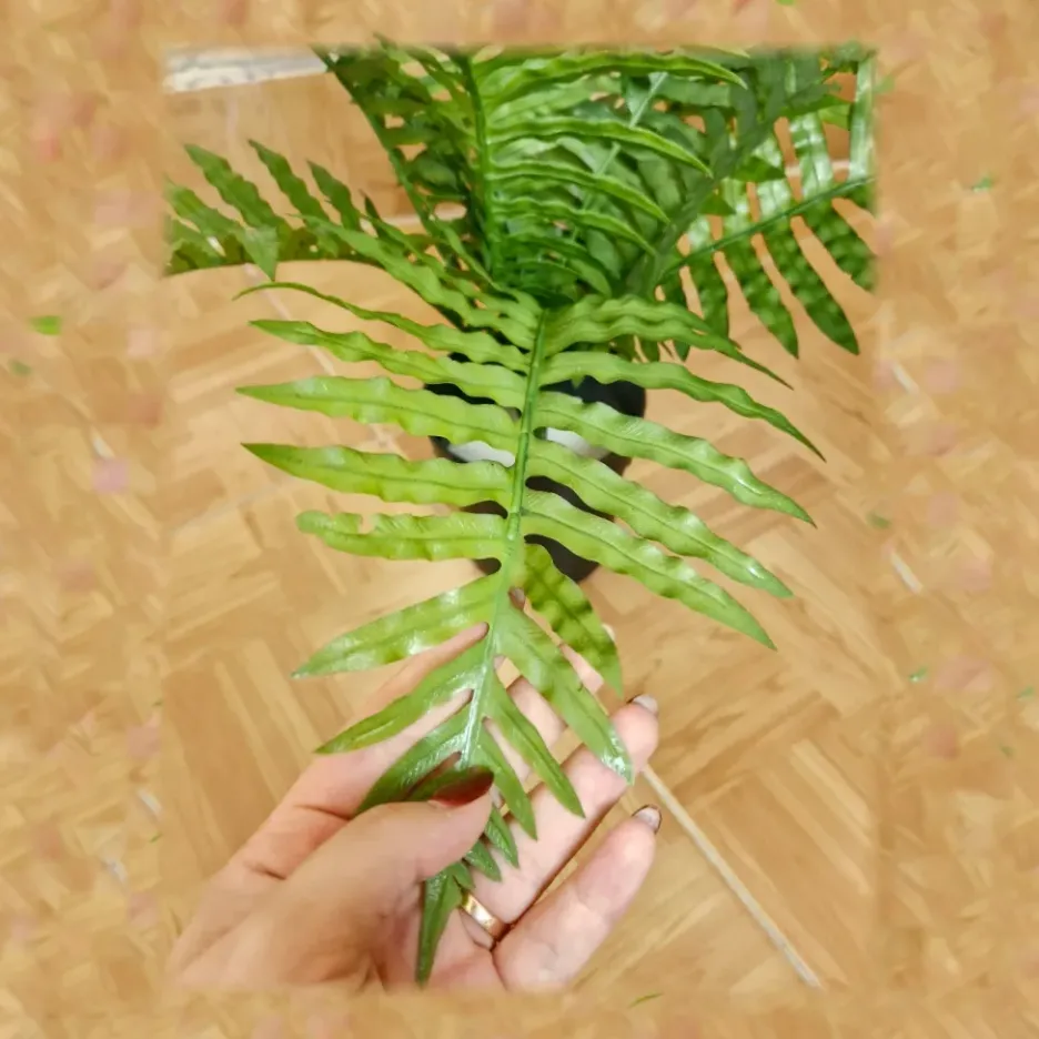 درختچه مصنوعی مدل سرخس - Image 4